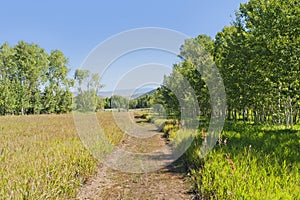 A tranquil green country scene with a path leading through the grass field surrounded by trees