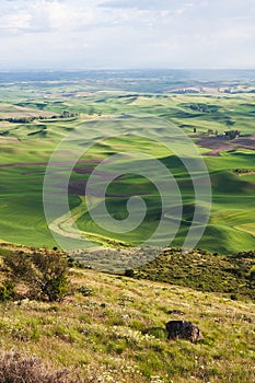 Tranquil Green Landscape with Serene Horizon