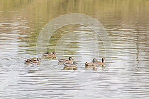 Tranquil Group of Mallards Swimming
