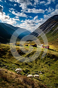 Tranquil Highland Landscape with grazing sheep in Norway\'s Historic Strynefjellet Valley photo