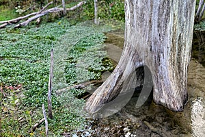 Tranquil Hollow Tree Trunk - Stream flowing Around the Trunk
