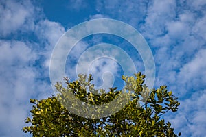 Tranquil Horizon: Nature's Beauty in Blue Sky and Green Foliage