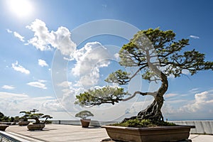 Bonsai Tree Knowledge Sky photo