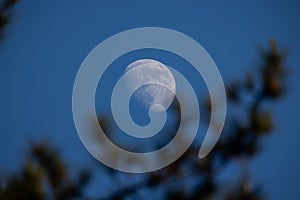 Waxing Gibbous Moon in Daylight Sky with Pine Silhouette photo