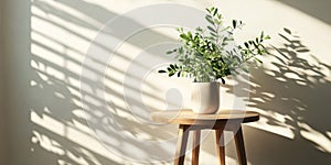 Serene Indoor Scene with Plant and Sunlight