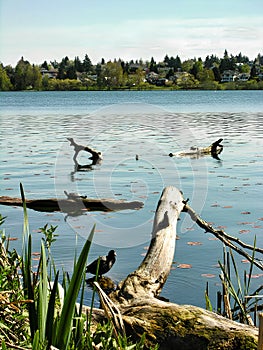 Tranquil lake with driftwood, turtles, birds and a scenic village in the horizon