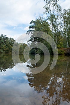 Tranquil Lake Reflecting Sky and Trees in a Serene Forest