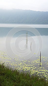 Tranquil lake view with calm water reflection and green aquatic plant.