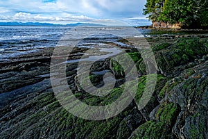 Tranquil lush green moss on the rocks along the shoreline of Botanical Beach