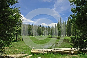 Tranquil Meadow photo