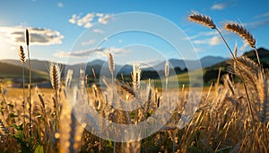 Tranquil meadow, golden wheat, sunset, rural landscape generated by AI