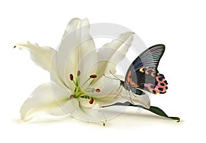 Tranquil Moment with White Lily and Beautiful Butterfly