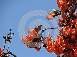 Tranquil Morning: Bird Resting on Palash Blossom