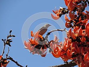 Tranquil Morning: Bird Resting on Palash Blossom