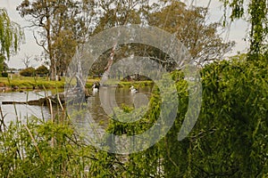 Tranquil natural setting with pelicans swimming at Kow Swamp in Central Victoria, Australia