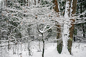 Tranquil overcast morning in snowy forest. Thin branches of young trees are bended under abundant snow covering.