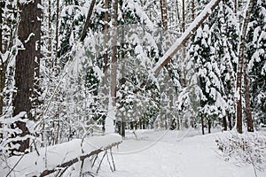 Tranquil overcast morning in snowy forest. Thin branches of young trees are bended under abundant snow covering.