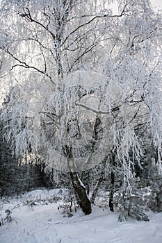 Tranquil overcast morning in snowy forest. Thin branches of young trees are bended under abundant snow covering.