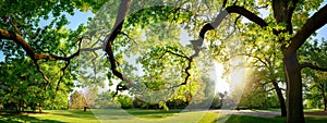 Tranquil panoramic scenery in a beautiful park