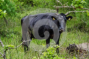 Tranquil Pastoral Scene: Black Bull Grazing in Meadow. Green Grass in Background. Countryside in Rural Place in Greece