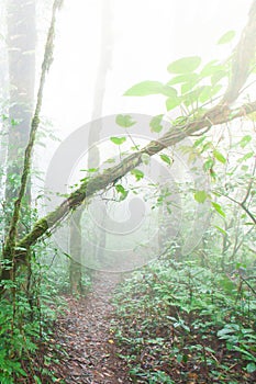 A tranquil path in a tropical rainforest