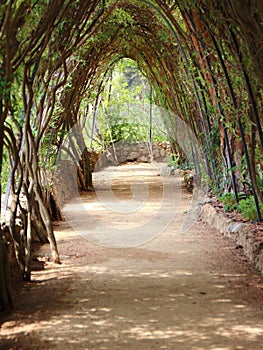 Tranquil Path under Pergola with Braid Branches