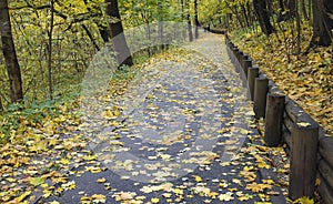 Tranquil Pathway Through Woodland in Autumn with Sunlit Trees over Water