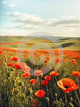 Tranquil peaceful landscape with red poppies. Beauty of nature background