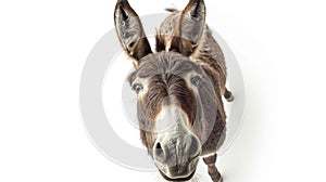 a grey donkey on white background is looking up