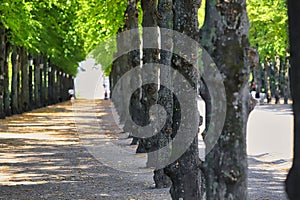 Tranquil and picturesque scene of a park pathway surrounded by tall trees