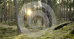 Tranquil pine tree forest at sunset