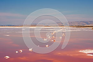 Tranquil Pink Lake Landscape with Birds in Alviso Park photo