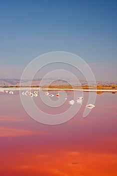 Tranquil Pink Lake Sunset with White Birds, Alviso, California photo