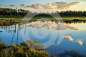 Tranquil pond, boreal forest, sunset photo