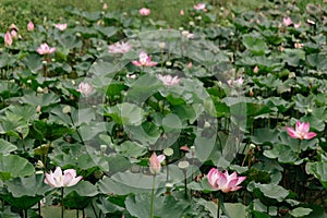 Tranquil pond dotted with pink lotus flowers and lush green lily pads under the warm summer sun