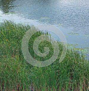 Tranquil pond with lush greenery surrounding its banks creating an idyllic landscape