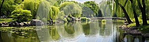 A tranquil pond surrounded by weeping willow trees