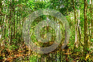 Tranquil Reflections of a Dense Green Forest in the Okefenokee Swamp Park, Georgia, Florida, US, Sunlight filtering