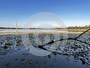 Tranquil Reservoir: West Mebon Baray Lake View, Angkor Wat, Siem Reap, Cambodia