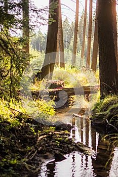 A tranquil river flowing through the forest.