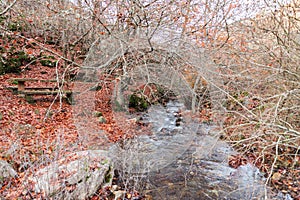 Tranquil river meandering through bare-branched trees and a carpet of rustling brown leaves,