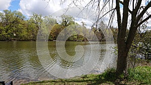 Tranquil riverside view trees green