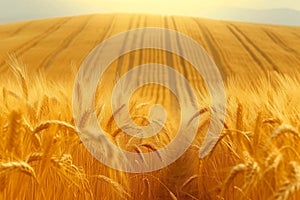 Tranquil rural landscape pattern unfolds in golden autumn wheat fields