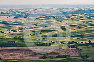 Tranquil Rural Landscape: Rolling Palouse Hills in Green Farmland