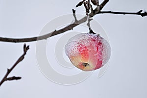 Tranquil rural scene of a snowcapped ripe apples covered with thick snow are hanging on a branch.