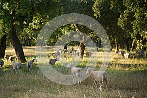 A tranquil scene in the Alentejo region, featuring a flock of sheep grazing on a verdant field, dotted with iconic cork oak trees.