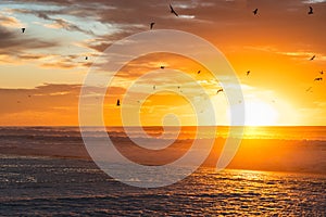 Tranquil scene, amazing golden sunset over the Pacific ocean and silhouette of flying birds.