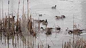 Tranquil Scene of Canadian Geese Swimming Near Reeds in Lake