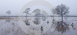 tranquil scene of flooded leersumseveld in dutch province of utrecht in misty morning light near utrecht