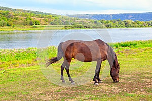 Tranquil scene with grazing horse